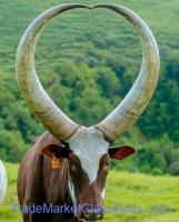 Ankole cattle in South Africa for Sale +27631501216