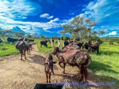 Ankole cattle in South Africa for Sale +27631501216