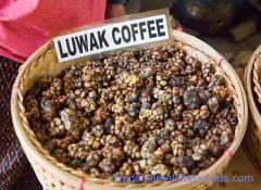 Export Kopi Luwak Organic Arabica Coffee Beans. ROASTED, GREEN beans | Civet Coffee +27631501216