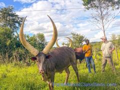 Ankole Cattle Breeders Society | Ankole Bulls for sale | Ankole Cattle group (【﻿+27631501216】)