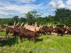 Buy Ankole Cattle, Ankole Cattles Suppliers in South Africa  (【﻿+27631501216】)