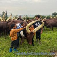 Ankole Bulls for sale | Ankole Female Cow | Ankole Bulls for Auction (【﻿+27631501216】)