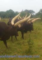 Ankole Bulls for sale | Ankole Female Cow | Ankole Bulls for Auction (【﻿+27631501216】)