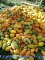 Top Cocoa Bean Exporters Worldwide +27631501216