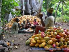 Buy Premium Cocoa Beans from Ugandan cocoa Exporter +27631501216