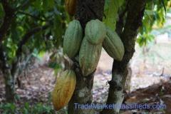 Major cocoa bean exporters worldwide +27631501216