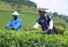 Finest Tea Suppliers/Tea Exporter in Africa +27631501216