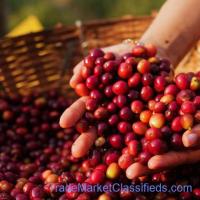 Top Quality Bulk Quantity Robusta Coffee and arabica Exporters in Uganda: +27631501216