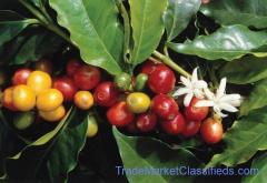 African Coffee Exporters & Importers +27631501216 | Top Best Robusta Coffee Beans Suppliers