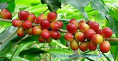 WE EXPORT BOTH ARABIC COFFEE AND ROBUSTA COFFEE BEANS PRICES +27631501216